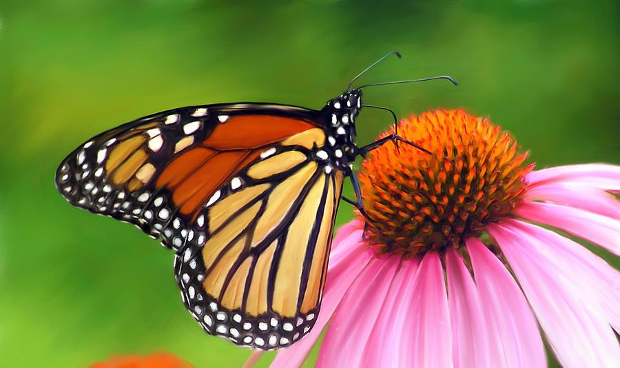 Monarch Butterfly Christina Rollo Society Of Classical Poets