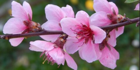 poem/beauty/peach blossoms